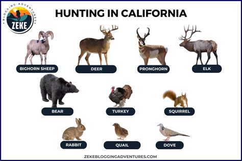 Hunting in California .